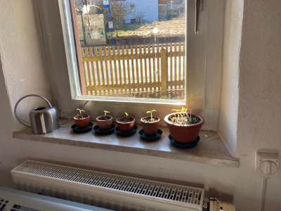 Tomatenpflanzen Mrz 25
