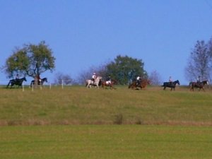 Schleppjagd 2005 am Ziegelberg